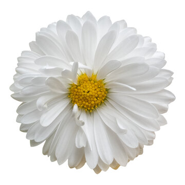 Daisy flower blossom, close up, isolated image on transparent background