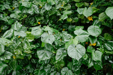 water on a leaf