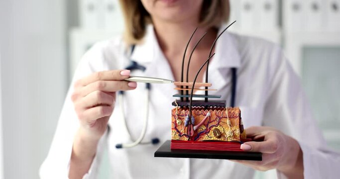 The doctor holds an anatomical model of a hair follicle, close-up. Trichologist training, certification