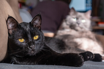 Black cat lies on gray background