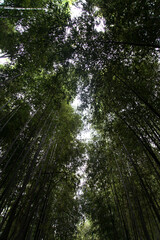 Fototapeta premium Low-angle view of the bamboo trees 