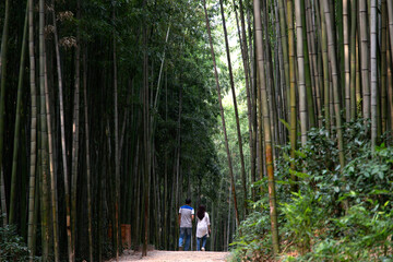 View of the bamboo forest with the walking tourists