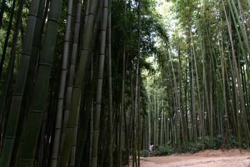 View of the bamboo forest with a female forest