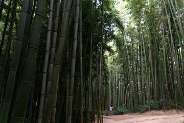  View of the bamboo forest with a female forest © 안구정화