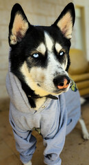 a black and white Siberian Husky with blue eyes wearing a grey hoodie