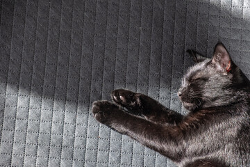 beautiful domestic black kitten sleeps sweetly on a gray checkered background