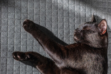 beautiful domestic black kitten sleeps sweetly on a gray checkered background