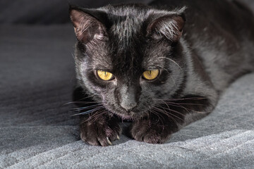 A small black beautiful domestic mongrel mestizo kitten lies on a gray fabric background. cute...