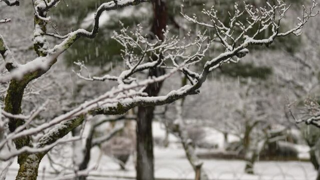 ふりしきる雪と佇む松の木/兼六園/Falling snow and pine trees/Kenrokuen