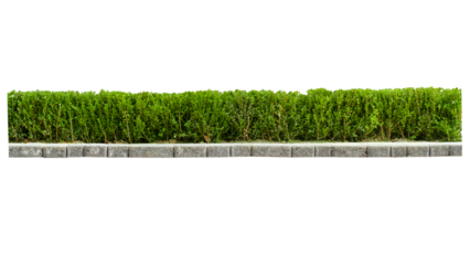 Tropical plant Flower shrub bush fence tree isolated on transparent background