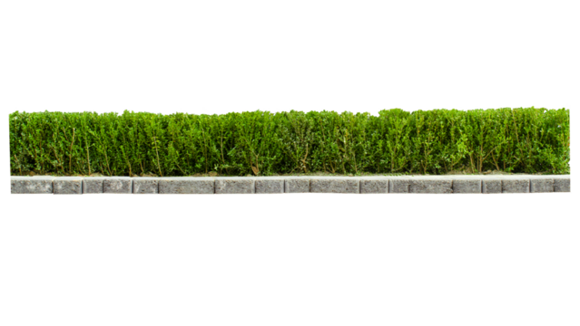 Tropical plant Flower shrub bush fence tree isolated on transparent background