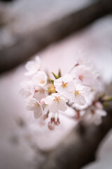 Cherry blossoms blooming beautifully

