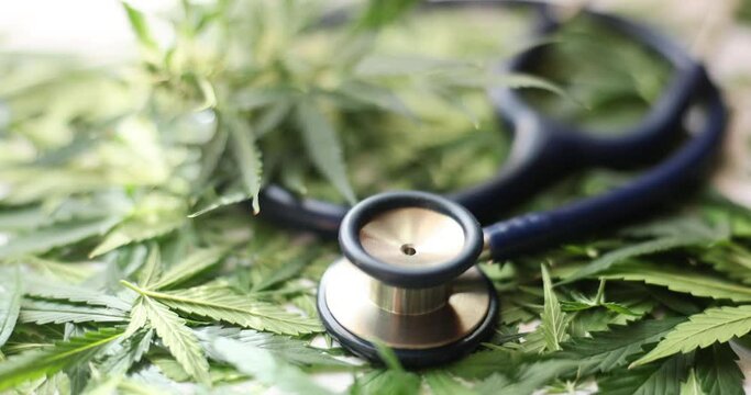 The stethoscope lies on the green leaves of canabis, close-up. Concept drug addiction, slowmotion