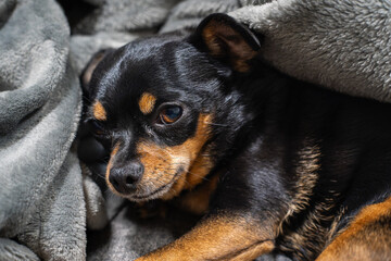 ソファで寝る小型犬
