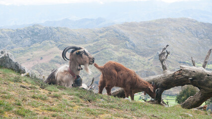 Cabras descansando en lo alto de una montaña
