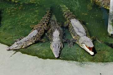 crocodile in the water