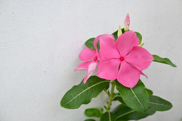 pink flower