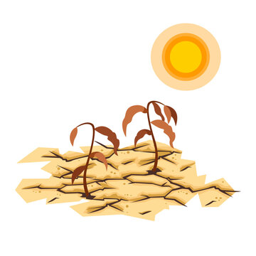 dead plants on dry earth with the sun above