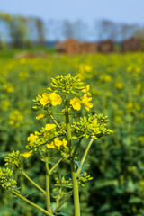 Rapspflanze (gelb blühender Raps) auf einem Feld (Landwirtschaft)