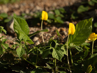 Arachis pintoi Plant arachis  background,