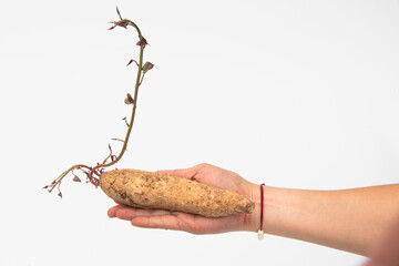 Hand​ of woman​ hold​ on​ sweet potato plants that grow from the tubers to be planted. The...