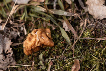 One Morel (Morchella) mushroom is growing in the forest on March in Latvia