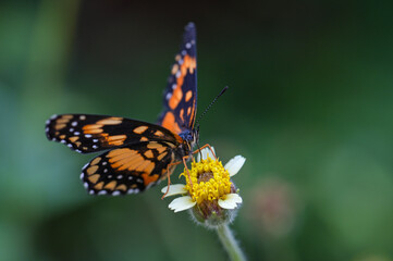 butterfly on flower