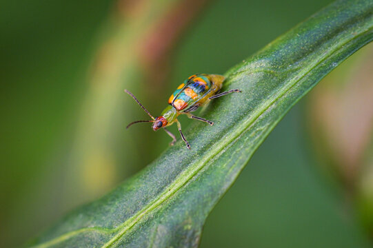 sheet, insect, Chrysomelidae, besouro, Diabrotica speciosa