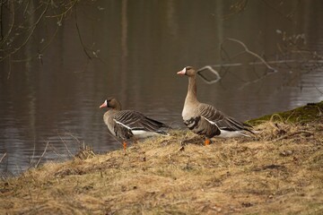 White Fronted Goose (Anser albifrons)