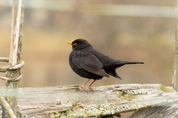 blackbird perched on an old fence