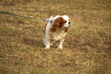 Old Cavalier king charles spaniel