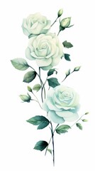Mint Green roses watercolor clipart on white background, defined edges floral flower pattern background with copy space for design text or photo backdrop minimalistic 