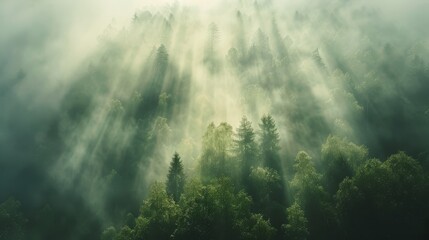   A dense forest, blanketed by a misty sky, reveals beams of sunlight piercing through its lush canopy - obrazy, fototapety, plakaty