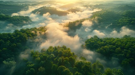 Fototapeta na wymiar Aerial view of a dense, verdant forest engulfed by fog, brimming with numerous trees