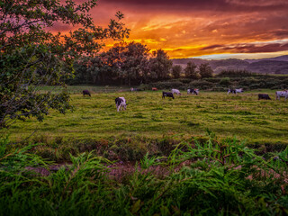 Meadow Pasture Landscape at Sunset