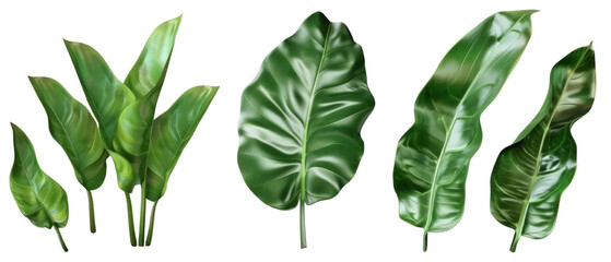 Broad leaf plants isolated on transparent background - obrazy, fototapety, plakaty