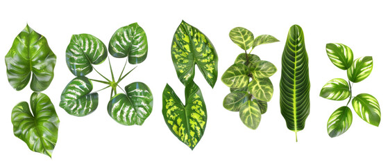 Broad leaf plants isolated on transparent background