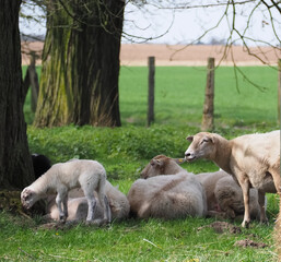 Fototapeta premium Flock of sheep with lambs in a pasture
