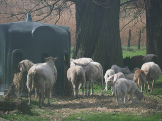 Flock of sheep with lambs in a pasture