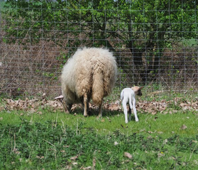 Flock of sheep with lambs in a pasture