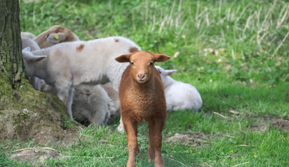 Flock of sheep with lambs in a pasture