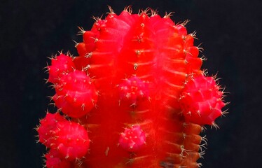 Gymnocalycium mihanovichii var. friedrichii rubrum form, a chlorophyll-free form of cactus grafted onto another species of cactus