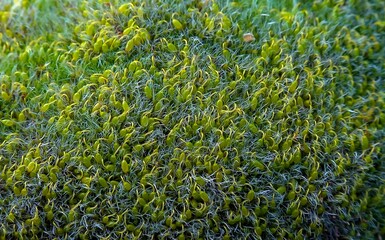 Grey-cushioned Grimmia (Grimmia pulvinata), green moss with young sporophytes on stones in spring