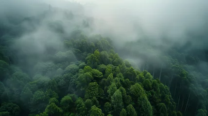 Photo sur Plexiglas Gris foncé Forest in fog