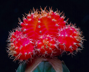 Gymnocalycium mihanovichii var. friedrichii rubrum form, a chlorophyll-free form of cactus grafted...