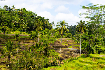 A beautiful rice field in Ubud Bali Indonesia August 2022. This was on a bright sunny day and the...