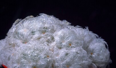 Mammillaria plumosa - cactus with white fluffy soft spines in botanical collection