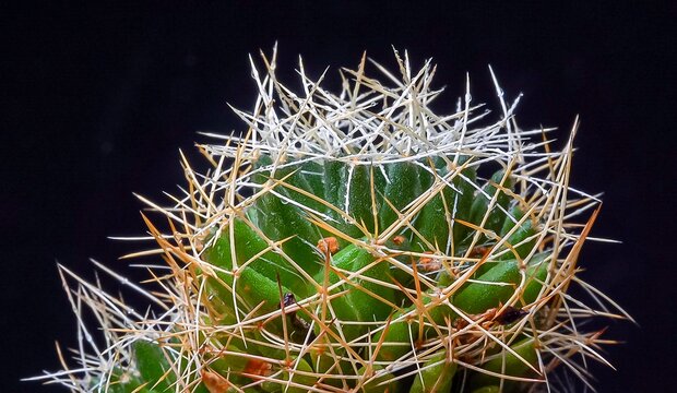 Dolichothele decipiens - cactus with long spines on long papillae in a botanical collection, vertical shot