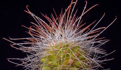 Mammillaria sp. - spiny cactus with long spines in botanical collection