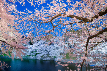 日本の東京の千鳥ヶ淵の桜のライトアップ